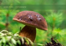 Kopie von Portfolio Heike Pohl Slider Web 2100 x 1485 px - Heike Pohl - Portfolio - Fotografie